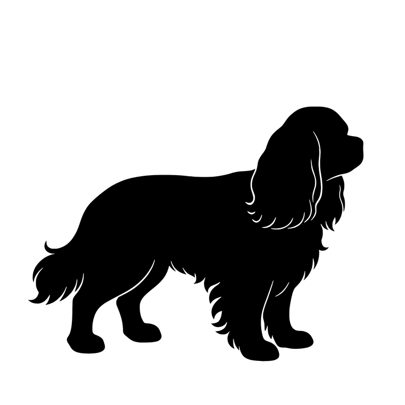 Cavalier King Charles Spaniel – Einzelmotiv Aufkleber