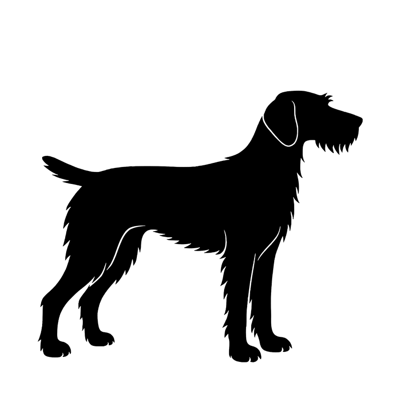 Drahthaariger Vorstehhund – Einzelmotiv Aufkleber