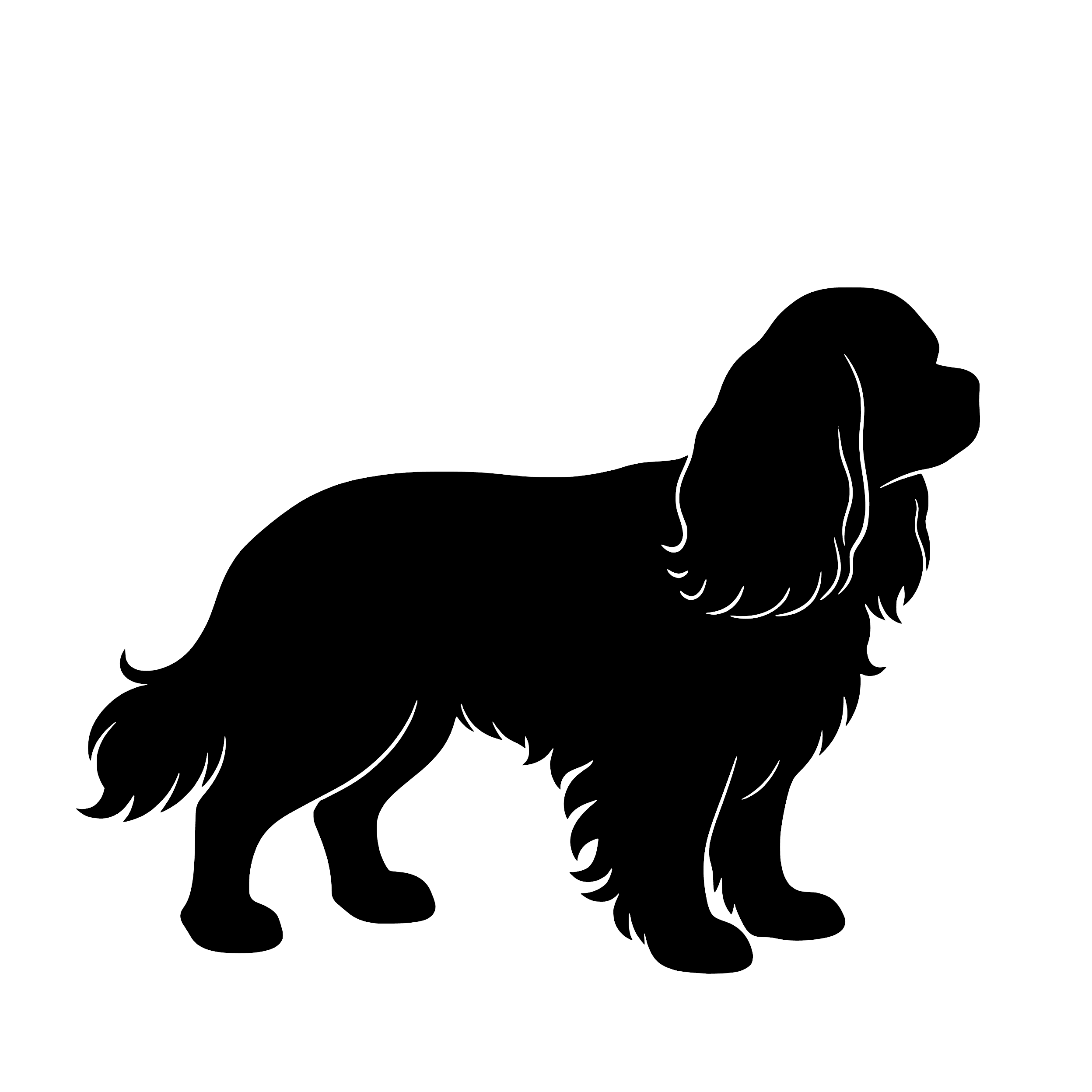 Cavalier King Charles Spaniel – Einzelmotiv Aufkleber