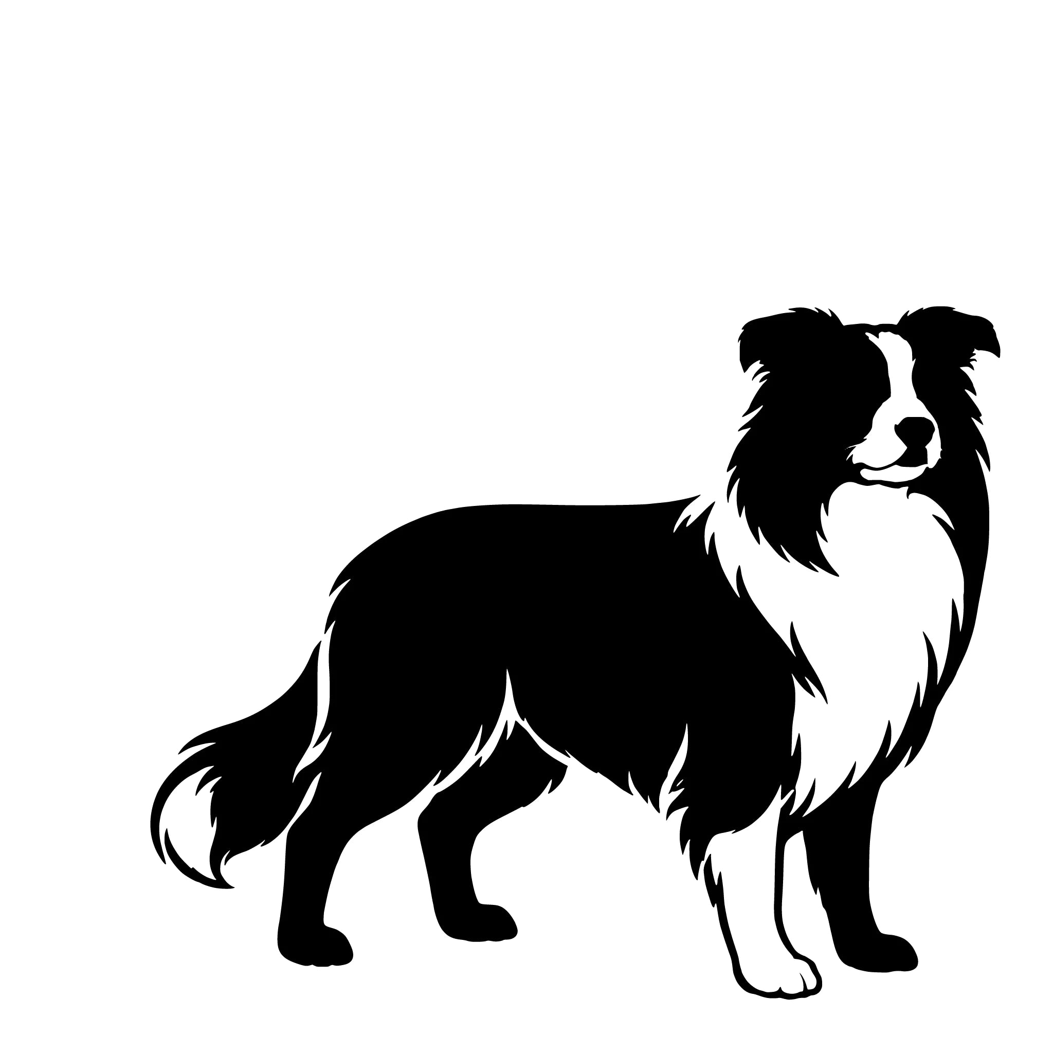  Border Collie – Einzelmotiv Aufkleber